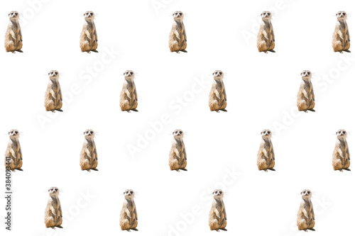 Fototapeta Naklejka Na Ścianę i Meble -  Composition of standing meerkats on a white background. Concept of wild animals
