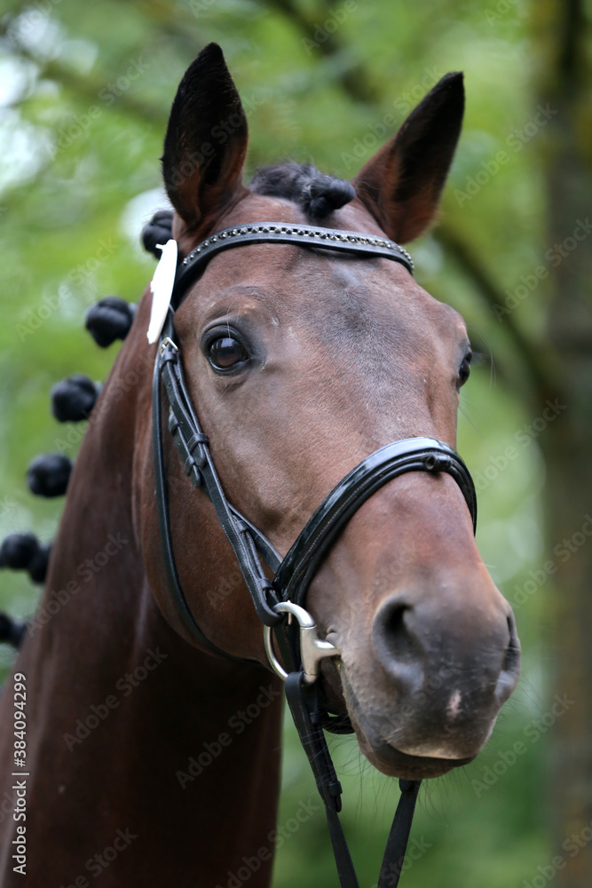Close up of a horse head portrait on breeding test outdoors Close up of a horse head portrait on breeding test outdoors