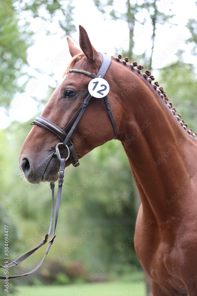 Obraz premium Close up of a horse head portrait on breeding test outdoors