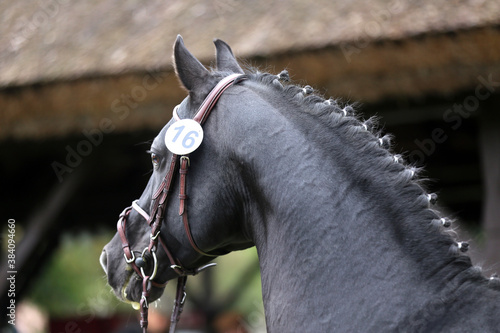 Fototapeta Naklejka Na Ścianę i Meble -   Close up of a horse head portrait on breeding test outdoors