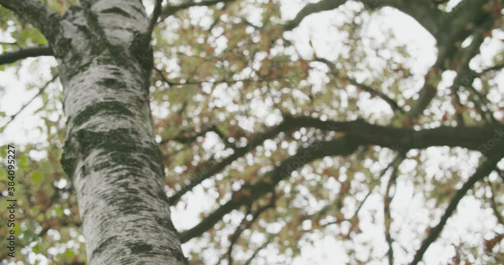 low angle cloudy birch forest in autumn time. slow motion low angle cloudy birch forest in autumn time. slow motion