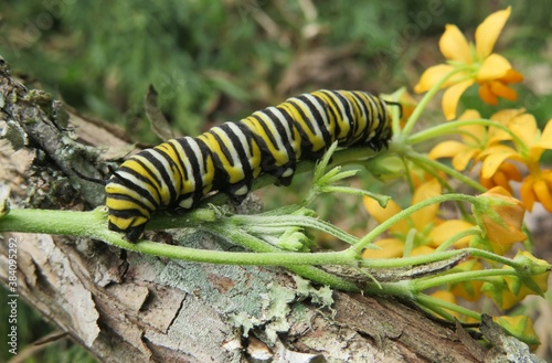 Caterpillar Monarch in Florida nature  closeup