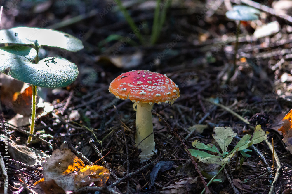 Amenaite Insect Fly agaric (Amaníta) is a genus of mycorrhizal lamellar fungi of the ...