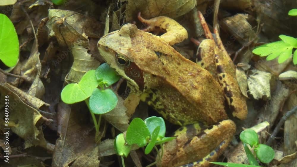Common frog sits on the forest floor. Close-up video. Common frog sits on the forest floor. Close-up video.