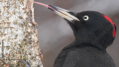 Black woodpecker. Bird in winter forest. Dryocopus martius photo