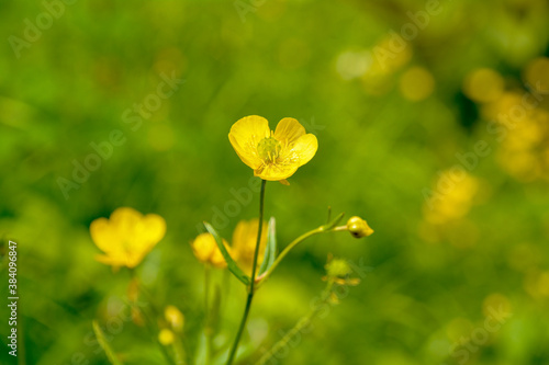 高山植物、ミヤマキンポウゲの黄色い花の花畑。深山金鳳花。馬の足形。信濃金梅。深山金梅。バラ科。