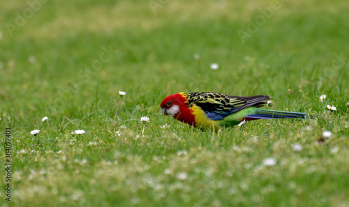 red bird on grass