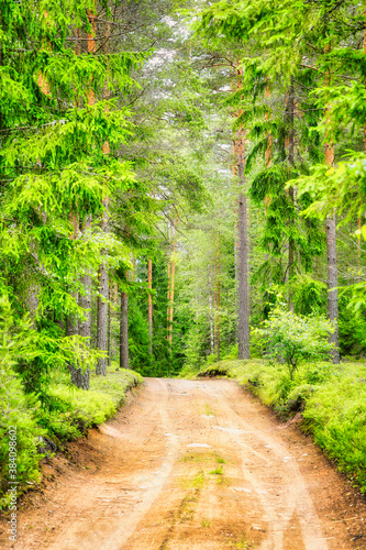 Dirt Road Leading into Green Summer Forest