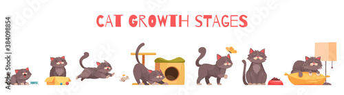 Cat Growth Stages Composition