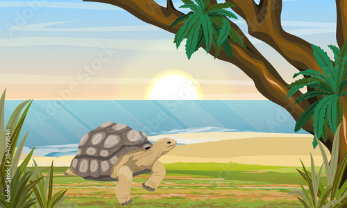 Aldabra giant tortoise on the coast of a tropical island. Aldabrachelys gigantea. Animal of the islands of the Pacific Ocean. Realistic vector landscape