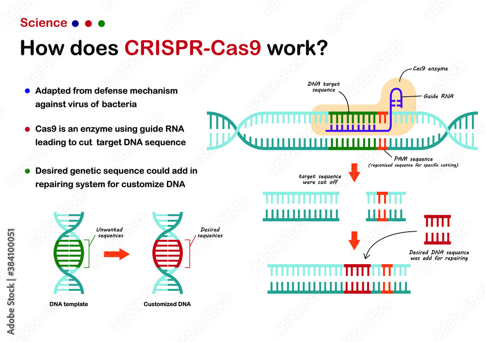 Science illustration show CRISPR - Cas 9 work for cut and edit DNA genetic sequence as novel technique of molecular engineering