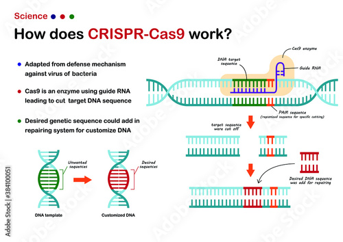 Science illustration show  CRISPR - Cas 9 work for cut and edit DNA genetic sequence as novel technique of molecular engineering