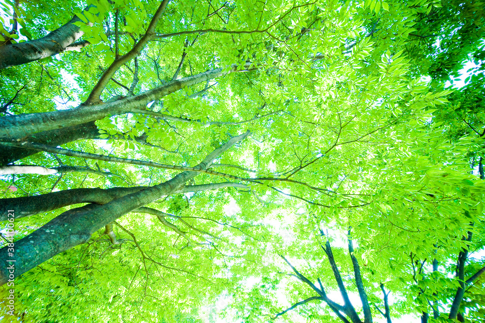 新緑の木