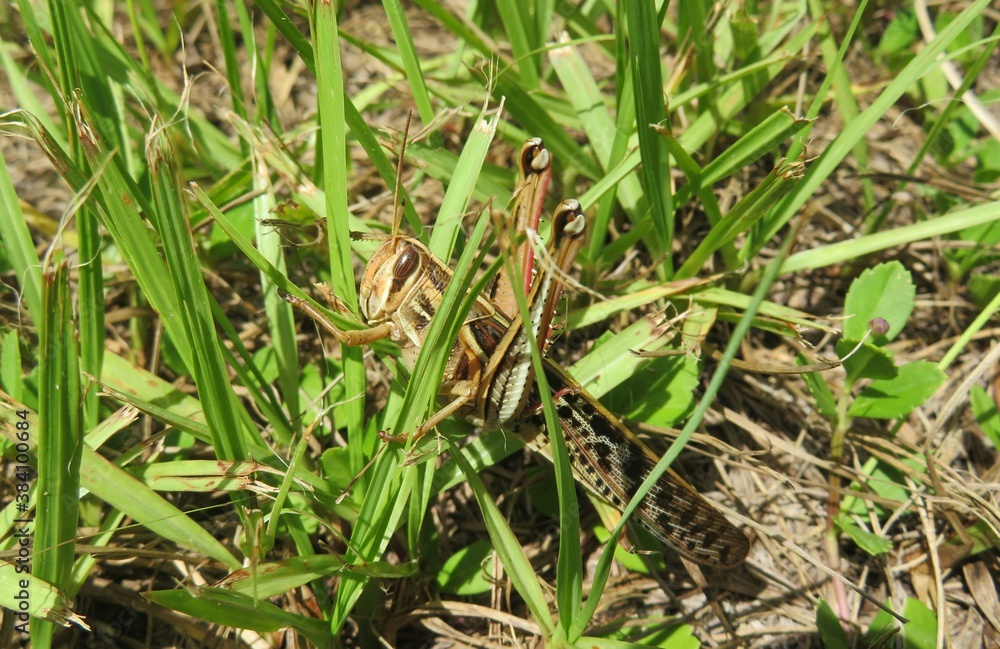 Tropical grasshopper on the grass in Florida nature, closeup