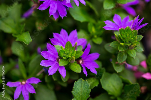 Beautiful flower on blurred background for spring or love concept. Natural spring scene, texture for design, copy space. banner. Close up, backlit. Idea for wallpaper, postcard, poster design.