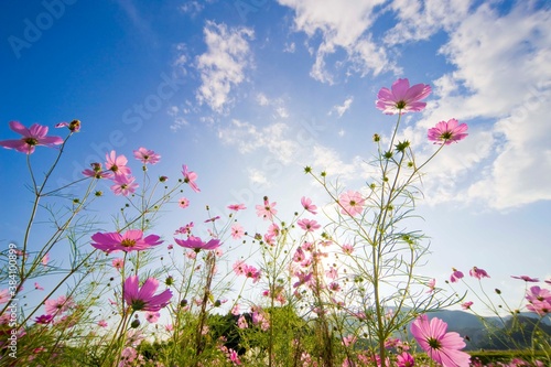 コスモスの花 © miiko