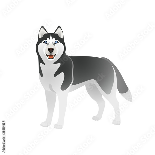 Isolated colorful happy standing black siberian husky on white background. Color flat cartoon breed dog.