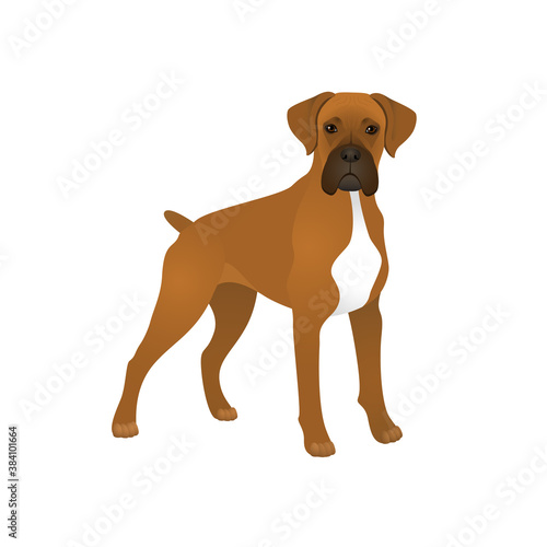 Isolated colorful happy standing german boxer dog on white background. Color flat cartoon breed dog.