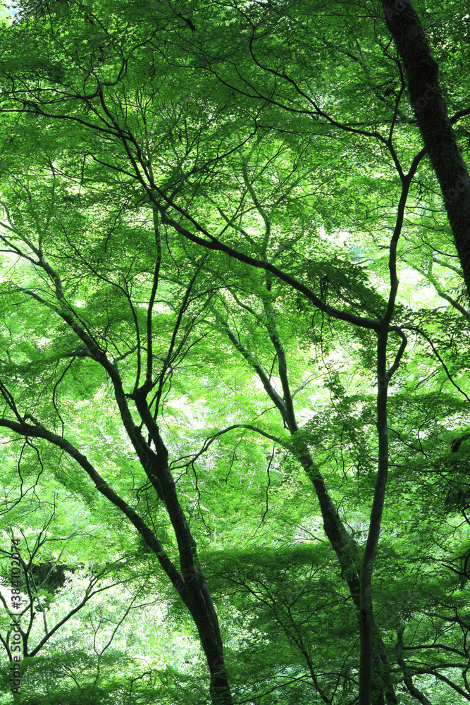 楓の新緑 楓の新緑