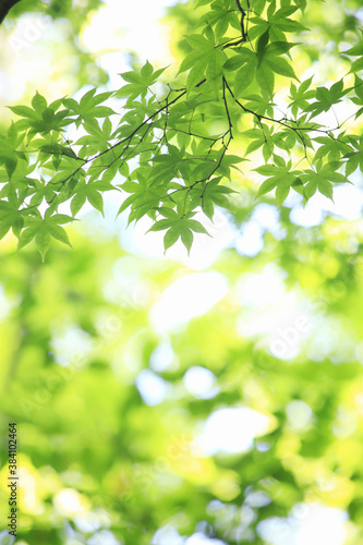 楓の新緑 © Paylessimages
