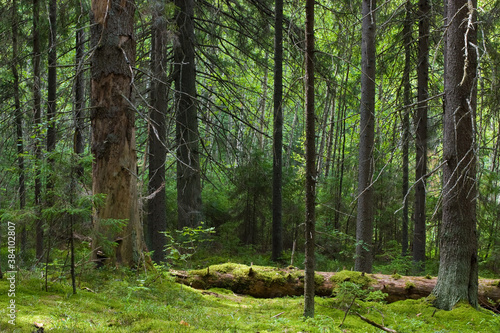 Mystery forest photo