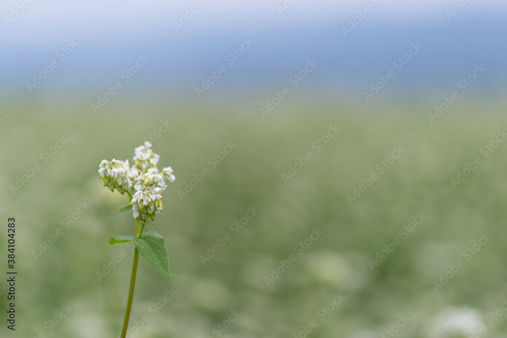 Obraz premium 満開の蕎麦の花