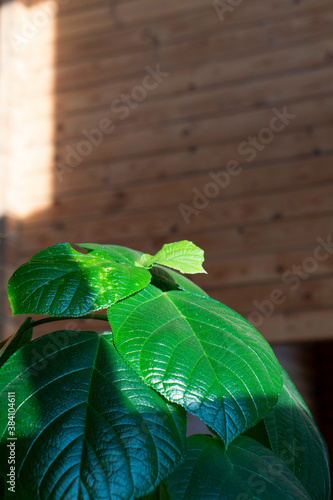 close up of house tree plant boehmeria with very big green leaf against wooden wall. photo