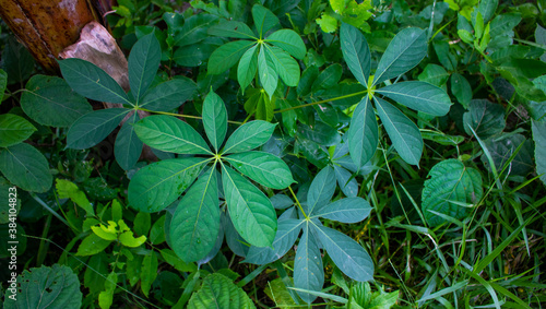 Seven Star Green Leaves on the roadside. The combination of the seven leaves creates a mystery. photo