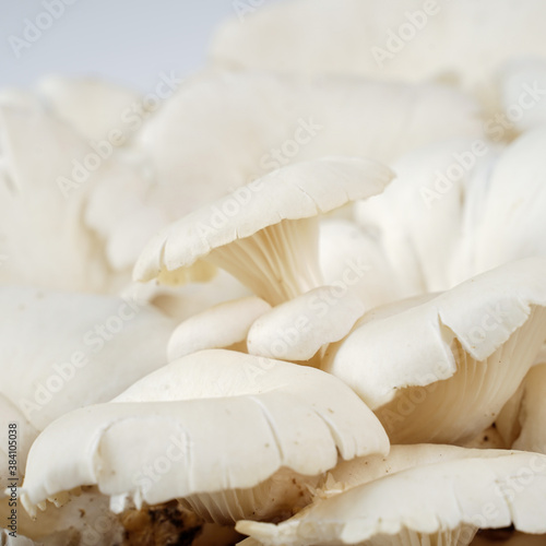 Oyster mushrooms that have been harvested are fresh white and ready for consumption, photographed as attractive as possible against a white background.