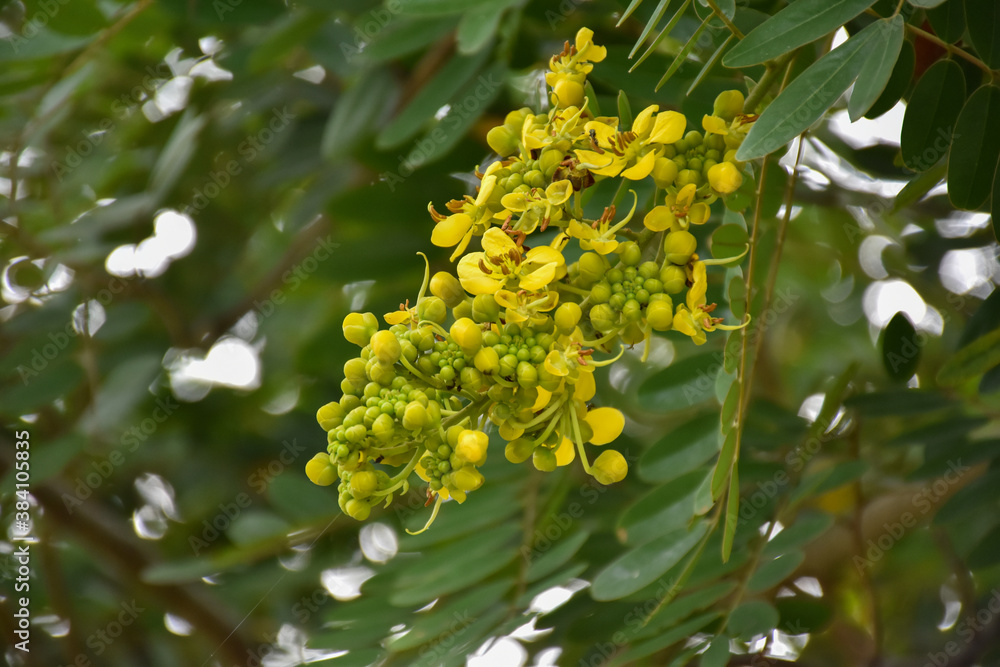 Cassia or Siamese senna flower, Medical plant or herb. Cassia or Siamese senna flower, Medical plant or herb.