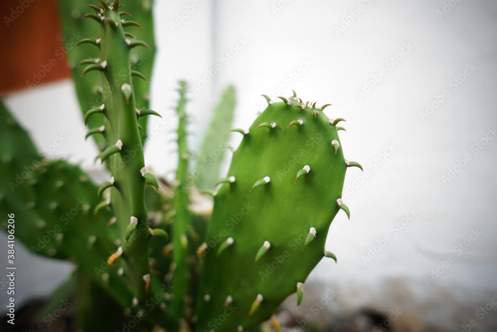 Naklejka premium Cactus on white wall background. Minimal plant art