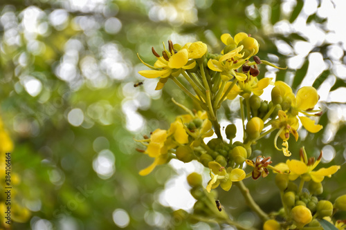 Cassia or Siamese senna flower  Medical plant or herb.