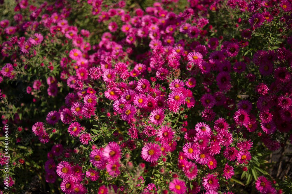 Blooming red maroon chrysanthemums in the autumn in the garden, top view. Very beautiful blooming floral background