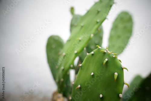 Cactus on white wall background. Minimal plant art