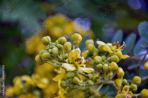 Cassia or Siamese senna flower, Medical plant or herb.