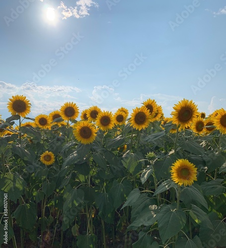 field of sunflowers