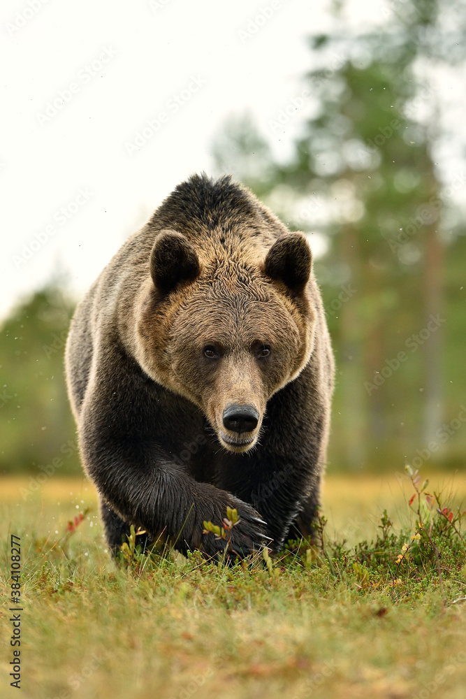 Fototapeta premium Big male brown bear closeup in the bog, visible claws