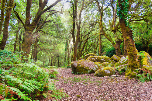 path in green forest in autumn