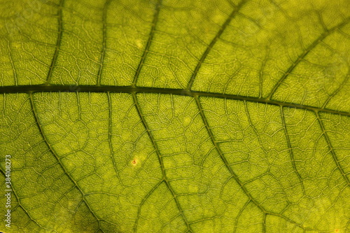 Green leaf texture. Detailed Veins of a green leaf.