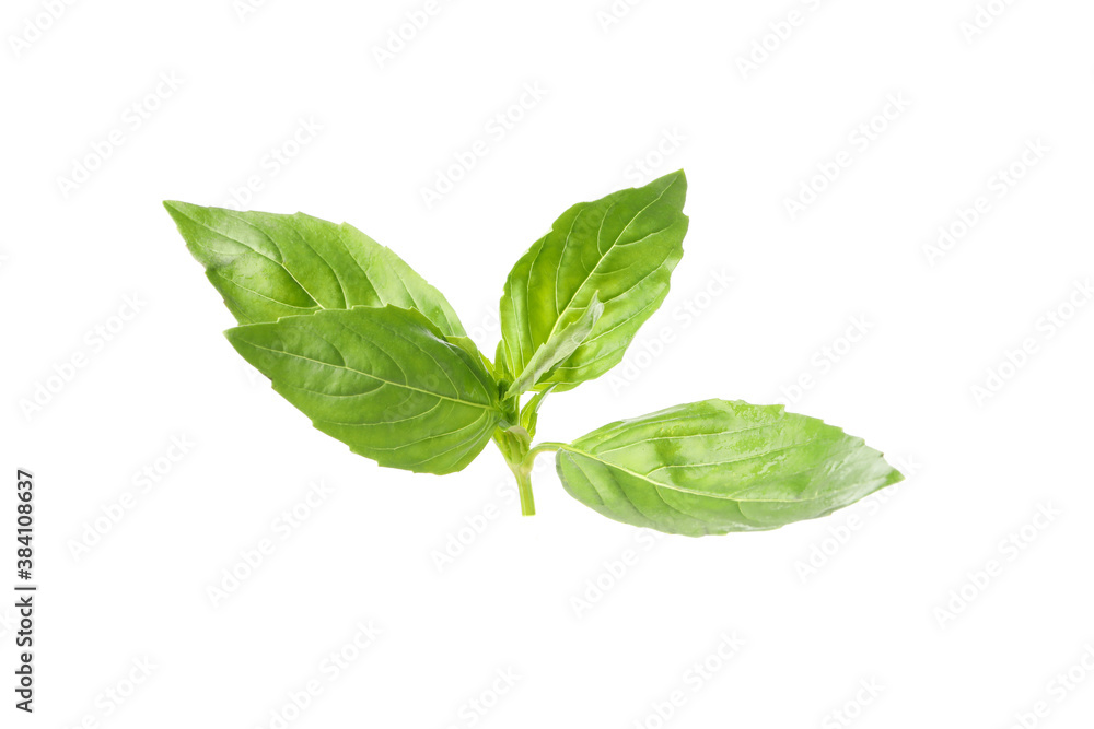 Fresh green basil isolated on white background Fresh green basil isolated on white background