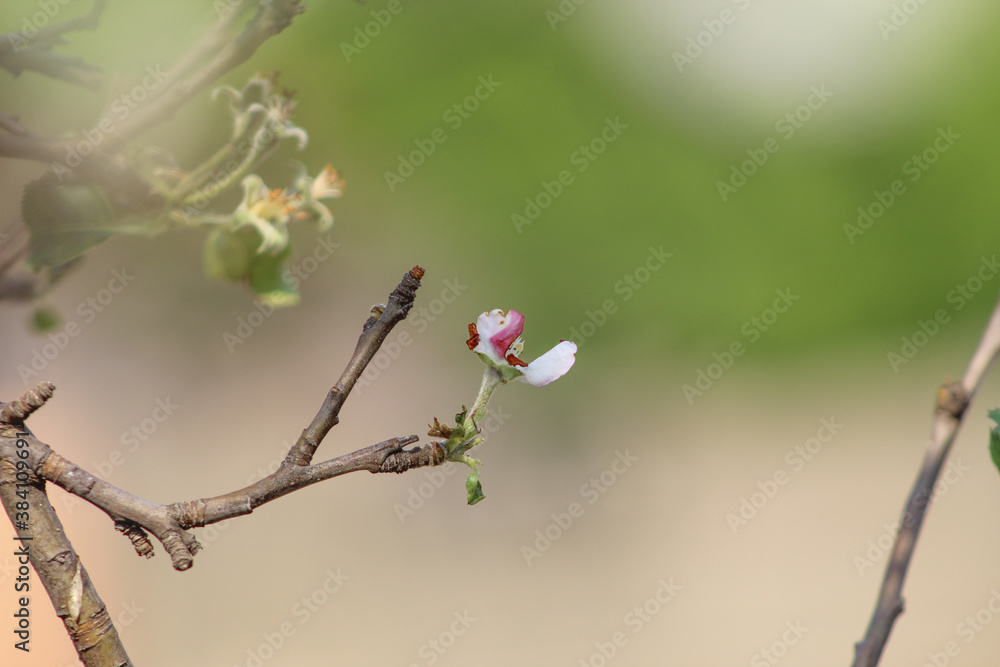 Spring time regrowth