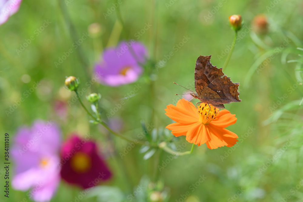 Obraz premium コスモスとチョウ