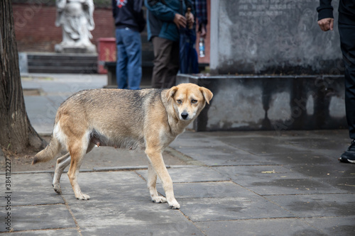 The dog in the shaolin temple in China