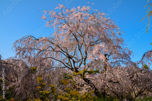 Wallpaper Mural 春、青空に映える、花が満開の枝垂れ桜の大木。 Torontodigital.ca