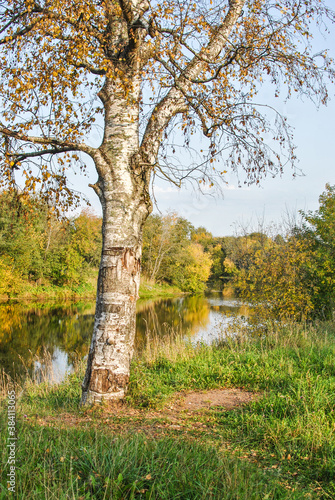 Birch on the banks of the Tikhvinka River in autumn