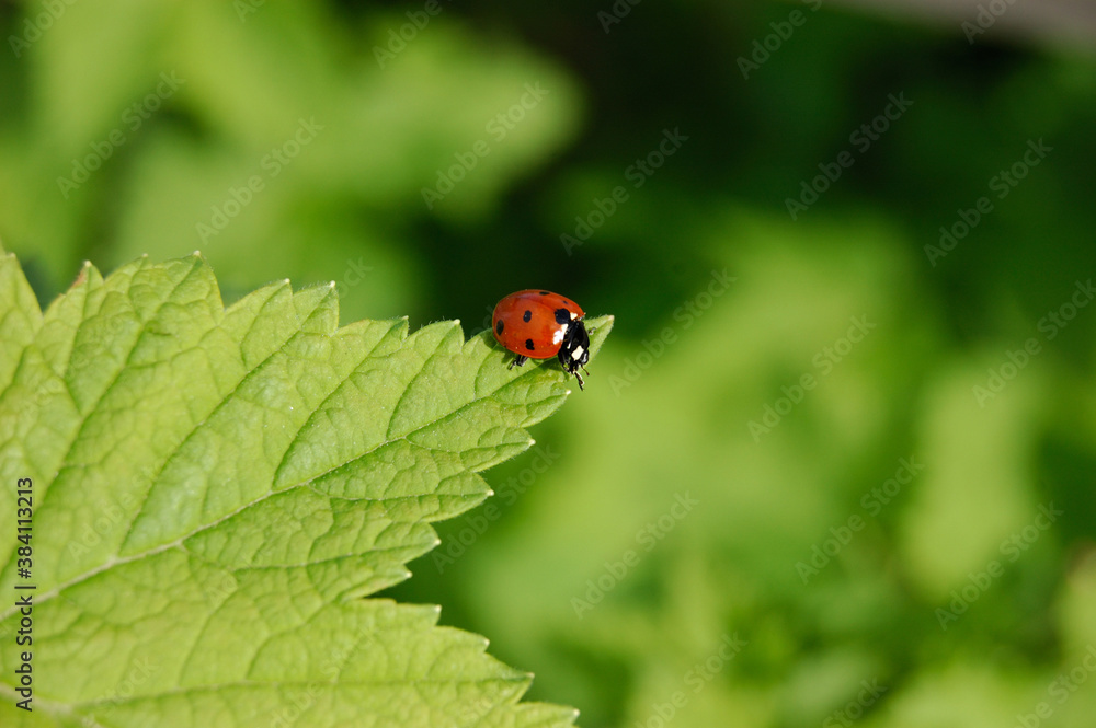 Ladybug, an insect of the order Coleoptera, Ladybug, an insect of the order Coleoptera,