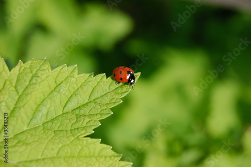 Ladybug, an insect of the order Coleoptera,