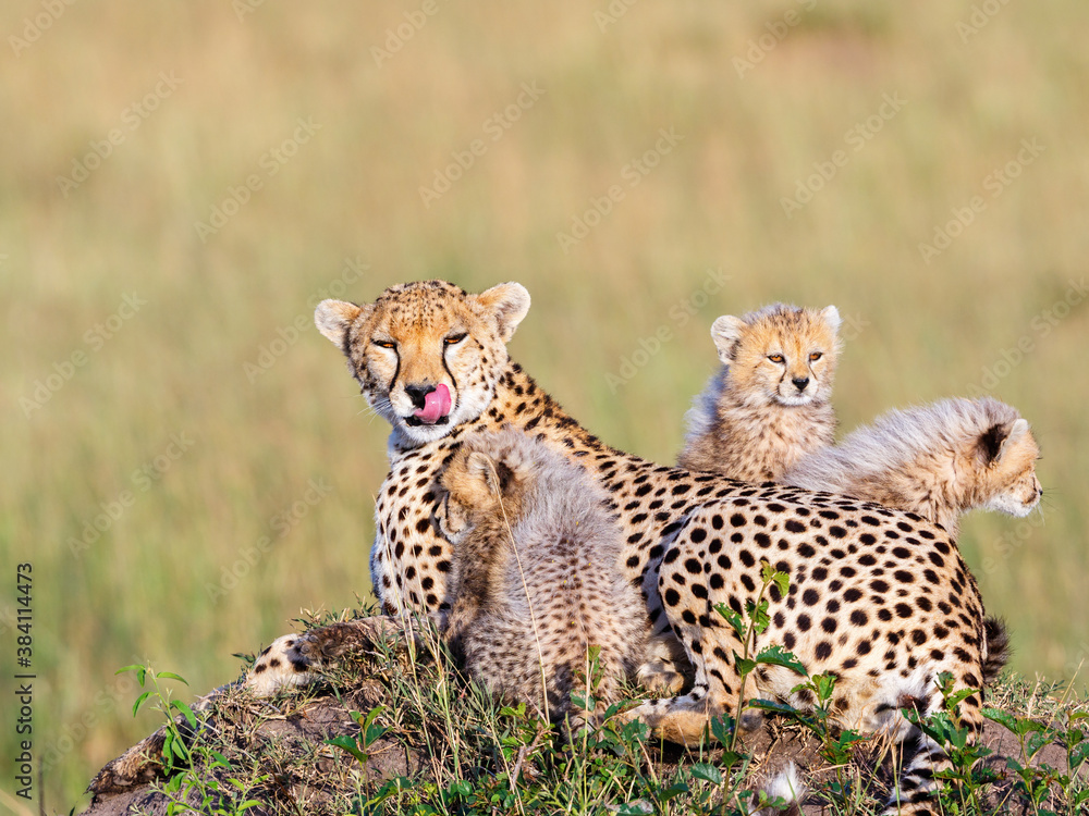 Cheetah mother with cubs licking her lips Cheetah mother with cubs licking her lips
