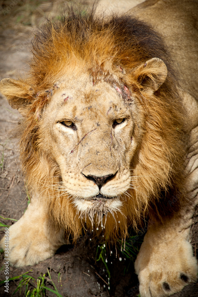 Close-up of wounded male lion after a fight with 3 other male lions Close-up of wounded male lion after a fight with 3 other male lions
