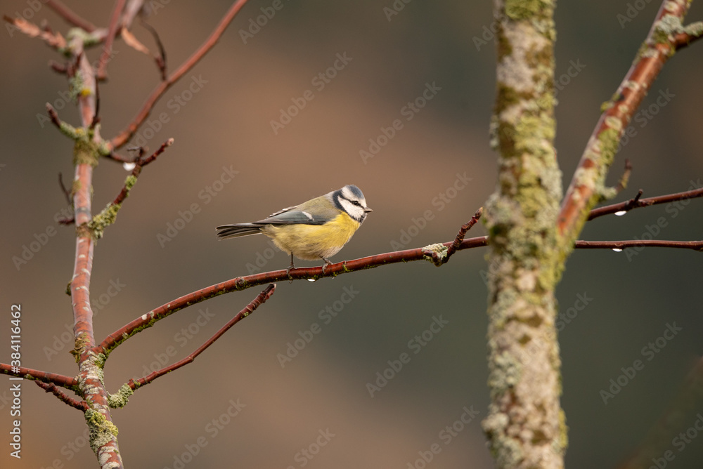 Fototapeta premium robin on branch